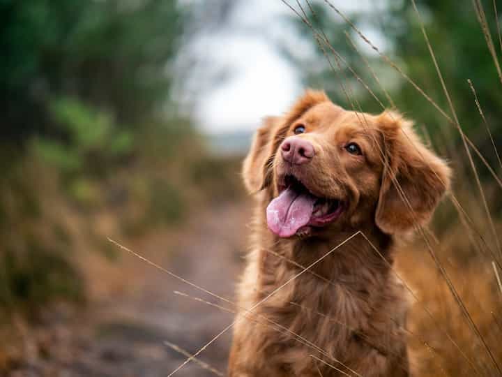 pet dog