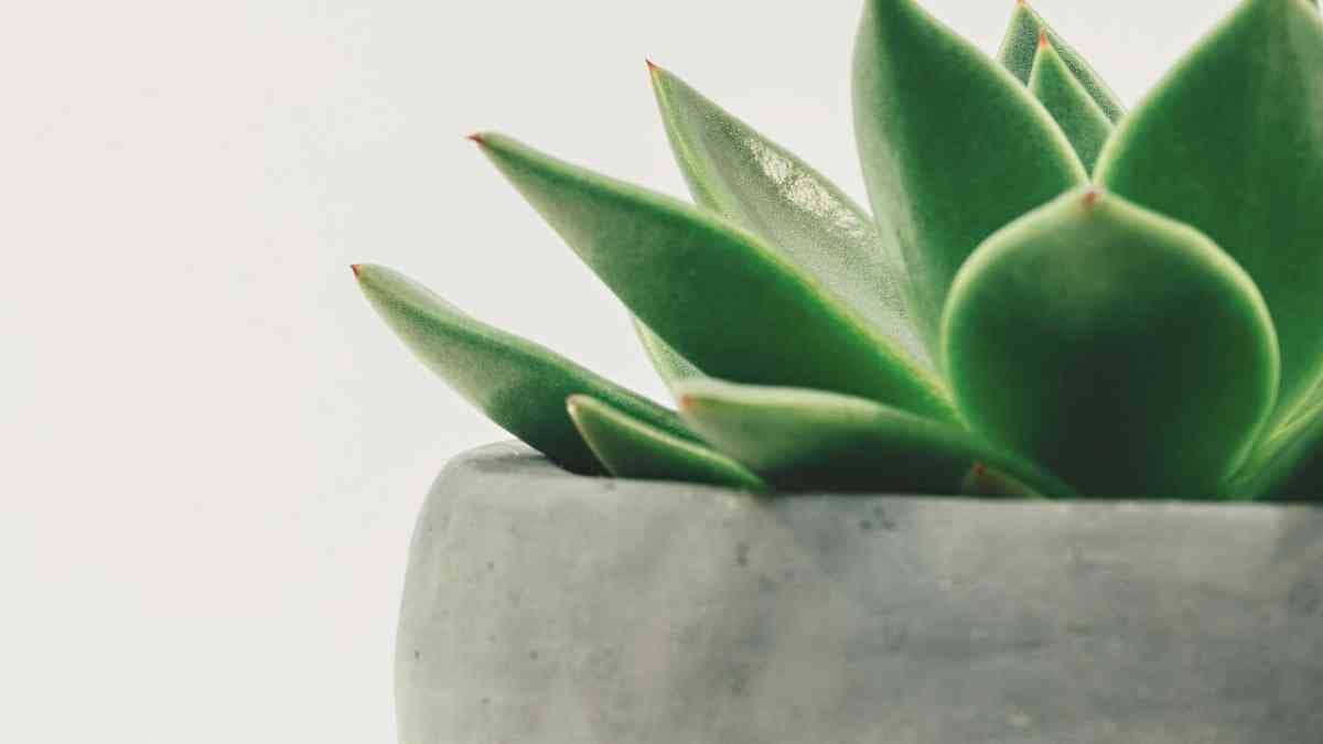 Describe a person who likes to grow plants