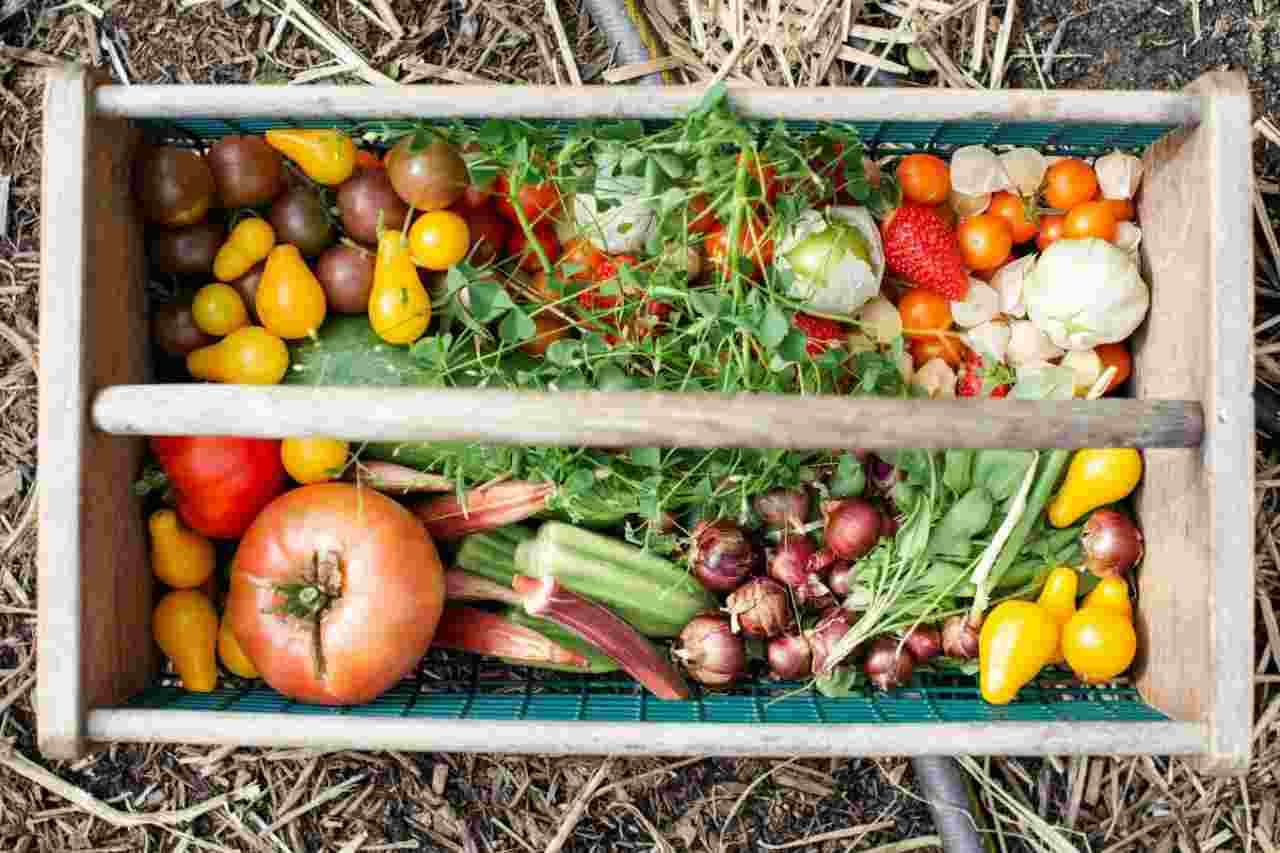 yellow-and-red-tomatoes-on-green-plastic-crate vegetables
